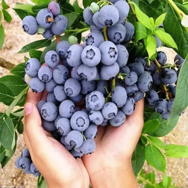 Surprise Fresh Fruit Seeds Gift Set Unique Mystery Garden Pack
