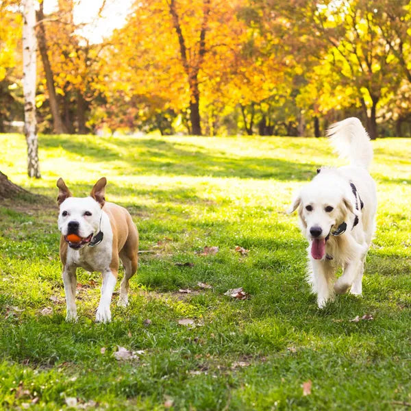 Wireless Electric Dog Fence System with Training Collar Control