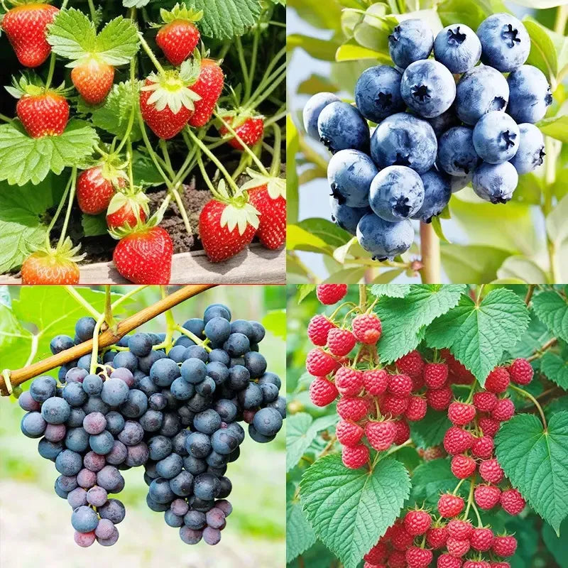 Surprise Fresh Fruit Seeds Gift Set Unique Mystery Garden Pack