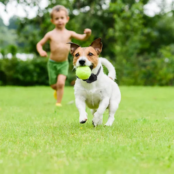 Wireless Electric Dog Fence System with Training Collar Control