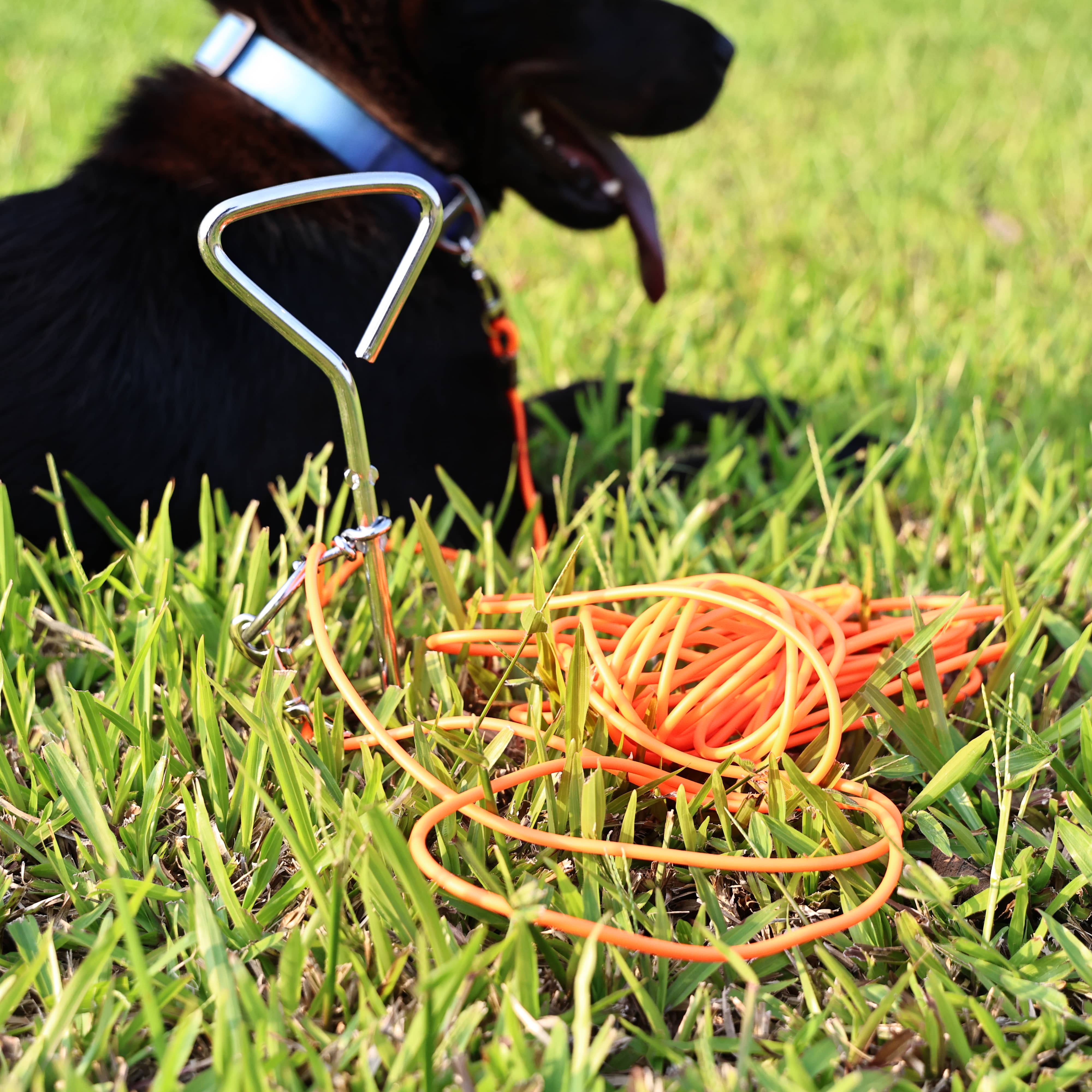 Ground Stake Dog Leash for Secure Outdoor Freedom and Play