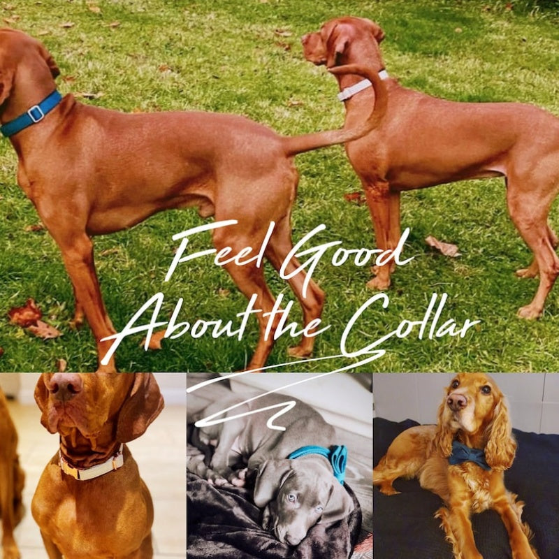 Luxury Velvet Dog Collar and Leash Set Personalized Bow Design