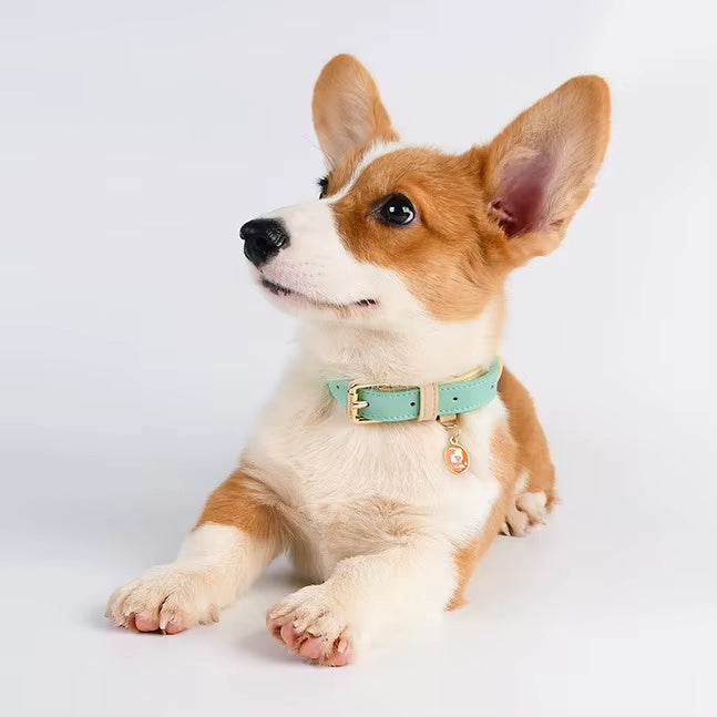 Adjustable Leather Dog Collar for Small Medium and Large Dogs