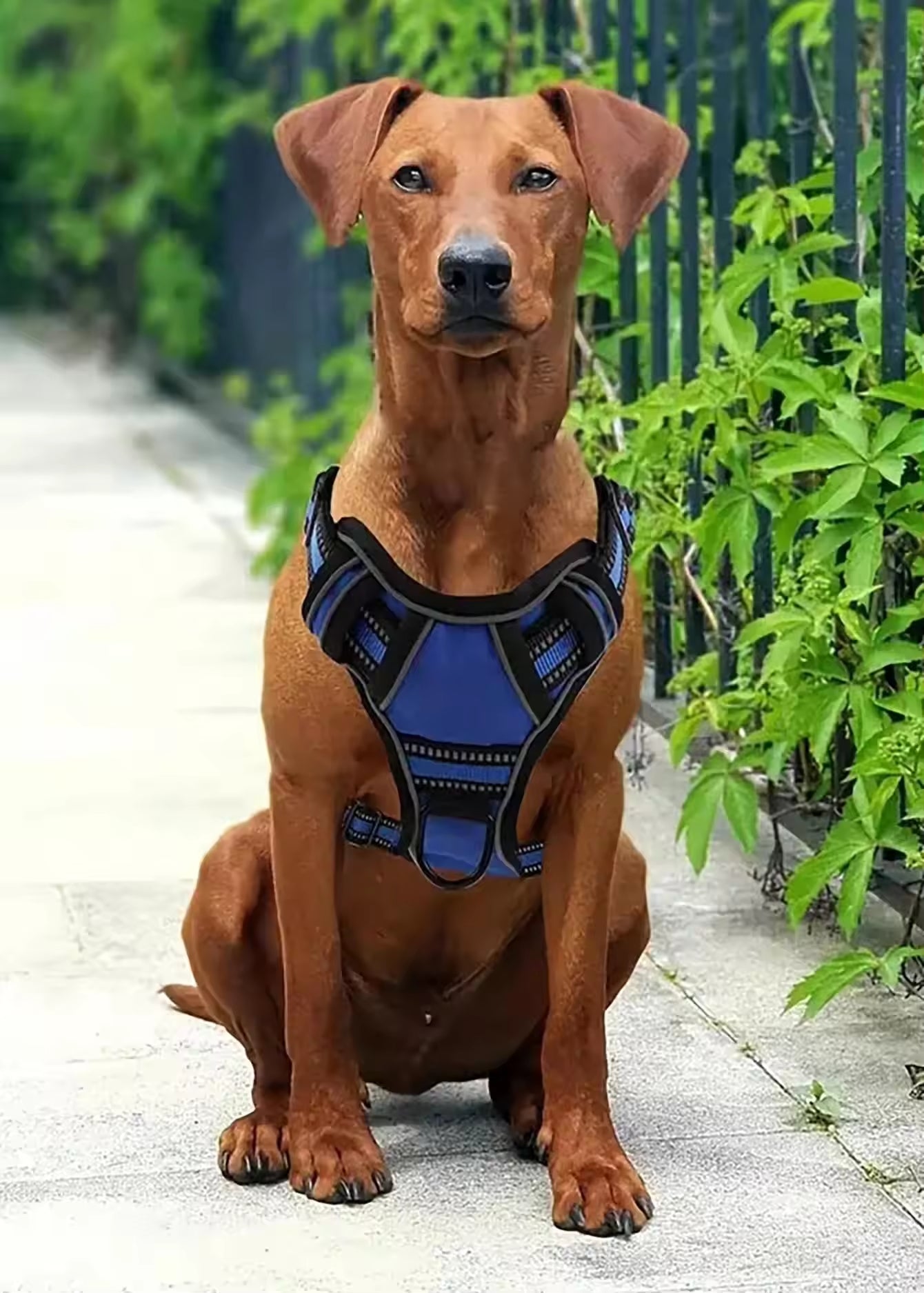 Premium Tactical Dog Harness Set Travel Kit Leash Bowl Belt