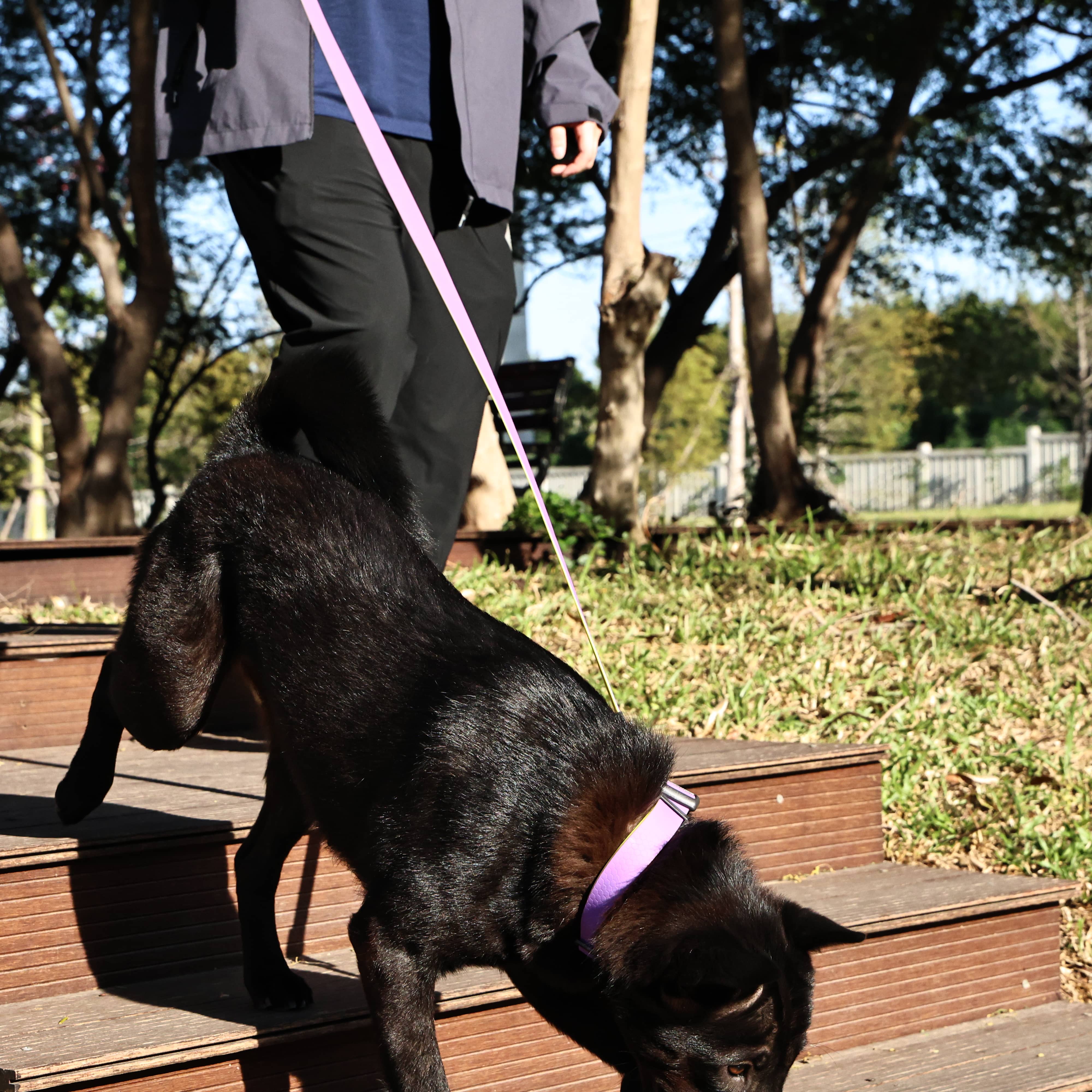 Honeycomb Embossed Dual-Color Pet Leash Set for Stylish Control