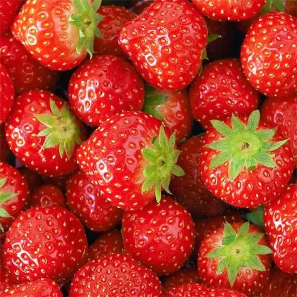 Surprise Fresh Fruit Seeds Gift Set Unique Mystery Garden Pack