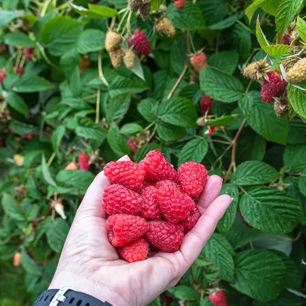 Surprise Fresh Fruit Seeds Gift Set Unique Mystery Garden Pack