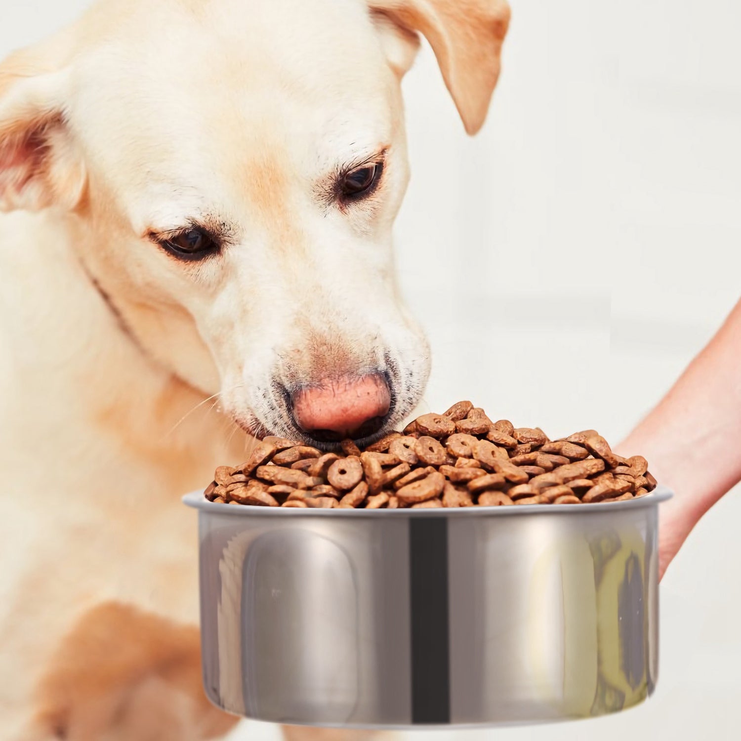 Stainless Steel Hanging Dog Bowl with Clamp Detachable Design